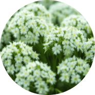 Emperor's Vigor Tonic-Cnidium Monnieri