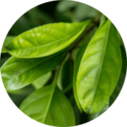 Emperor's Vigor Tonic-Eucommia Ulmoides