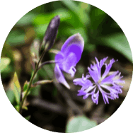 Emperor's Vigor Tonic-Polygala Tenuifolia